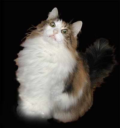 Gatti (54)